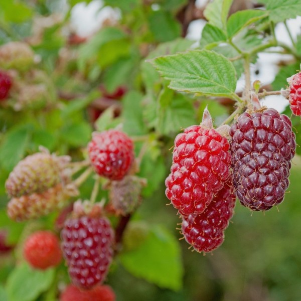 Malinočernica Loganberry plody detail