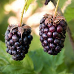 Malinočernica Boysenberry plody detail 	
OKMCBOYSK