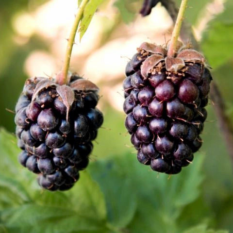 Malinočernica Boysenberry plody detail 	
OKMCBOYSK