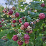 malinočernica glen coe plody