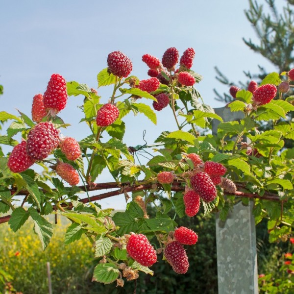 Malinočernica Loganberry plody
