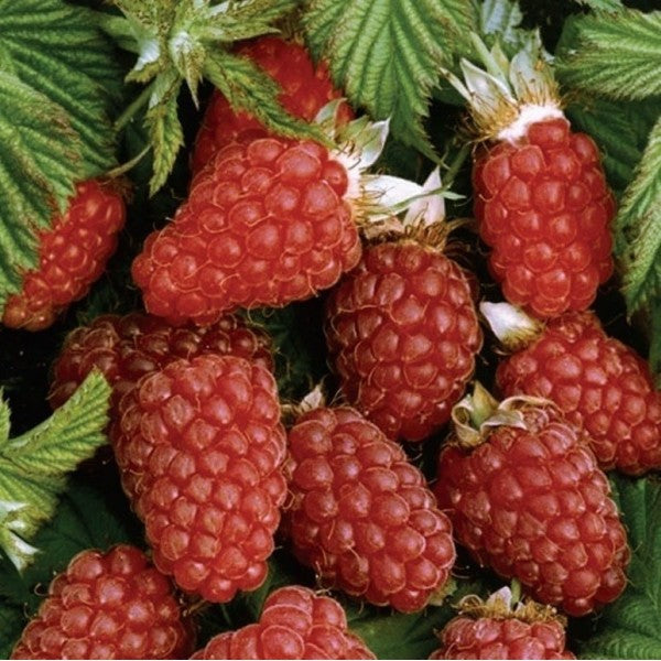 Malinočernica Loganberry plody detail