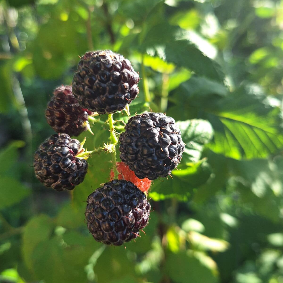 Malinočernica Black Jewel plody detail ker krík OKMCBLAJK