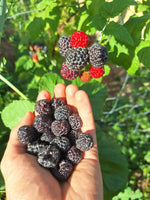 Malinočernica Black Jewel plody detail ker krík OKMCBLAJK