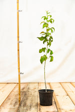 Malinočernica Black Jewel rastlina kontajner OKMCBLAJK