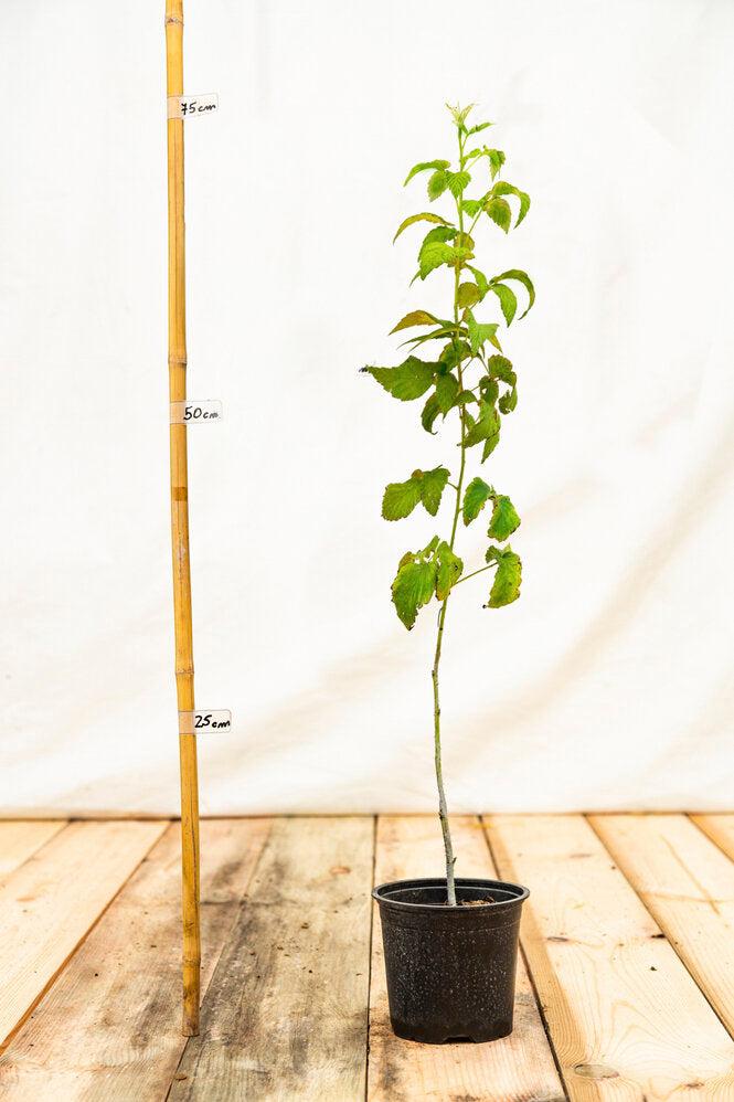Malinočernica Boysenberry rastlina kontajner OKMCBOYSK