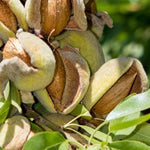 Mandľa Buda Tétényi plody detail