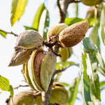 Mandľa Palatina plody detail