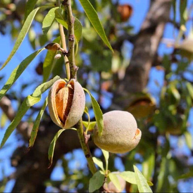 Mandľa Sladkoplodá krajová plody detail
