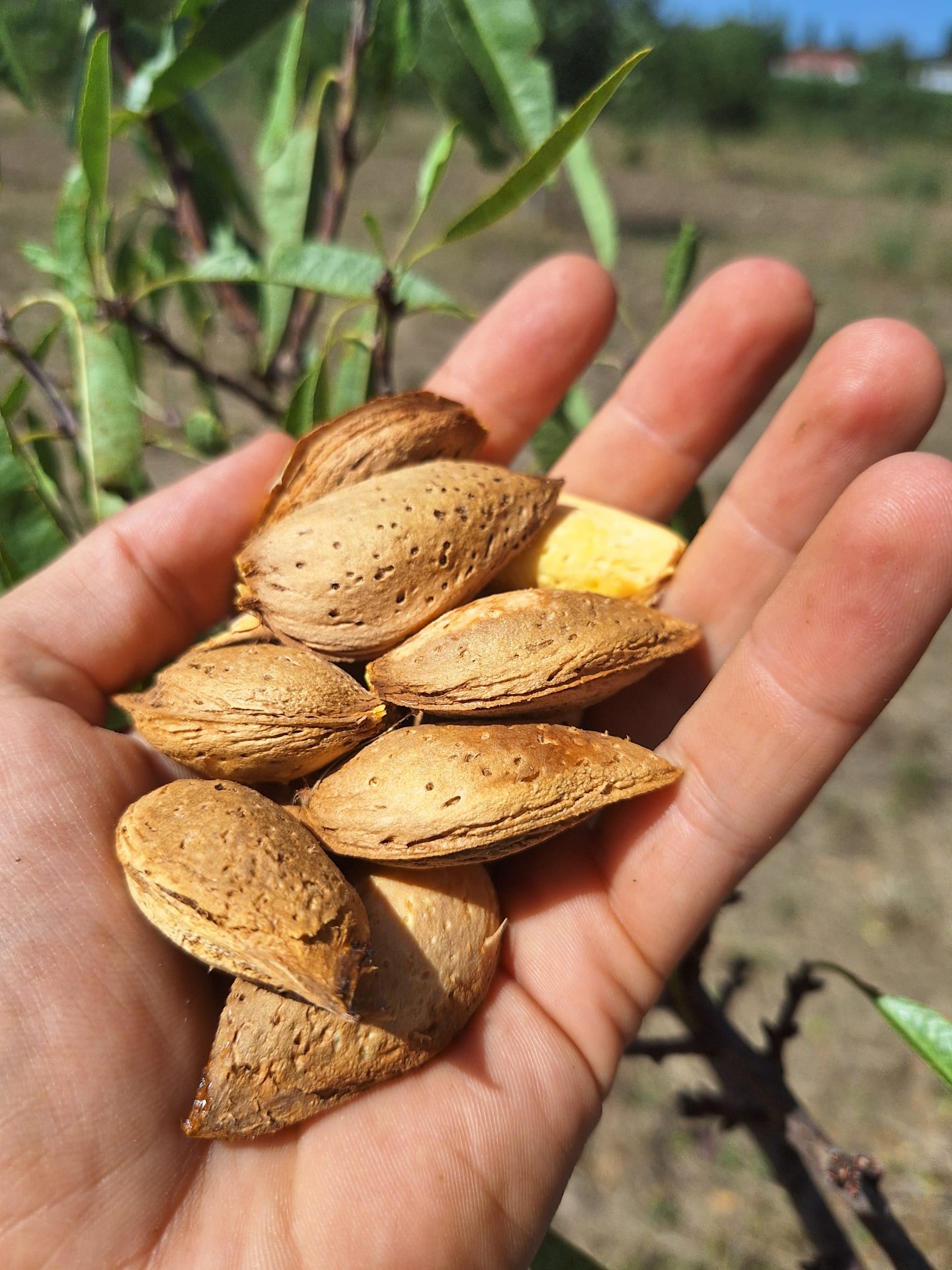 mandľa Tetenyi Botermo 3