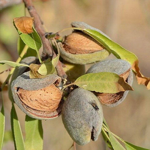 Mandľa Tétényi Rekord plody detail