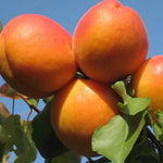 Marhuľa Bergeval® Aviclo plody detail