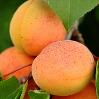 Marhuľa Bohutická plody detail