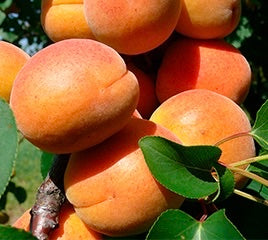 Marhuľa Ceglédi Oriás plody detail