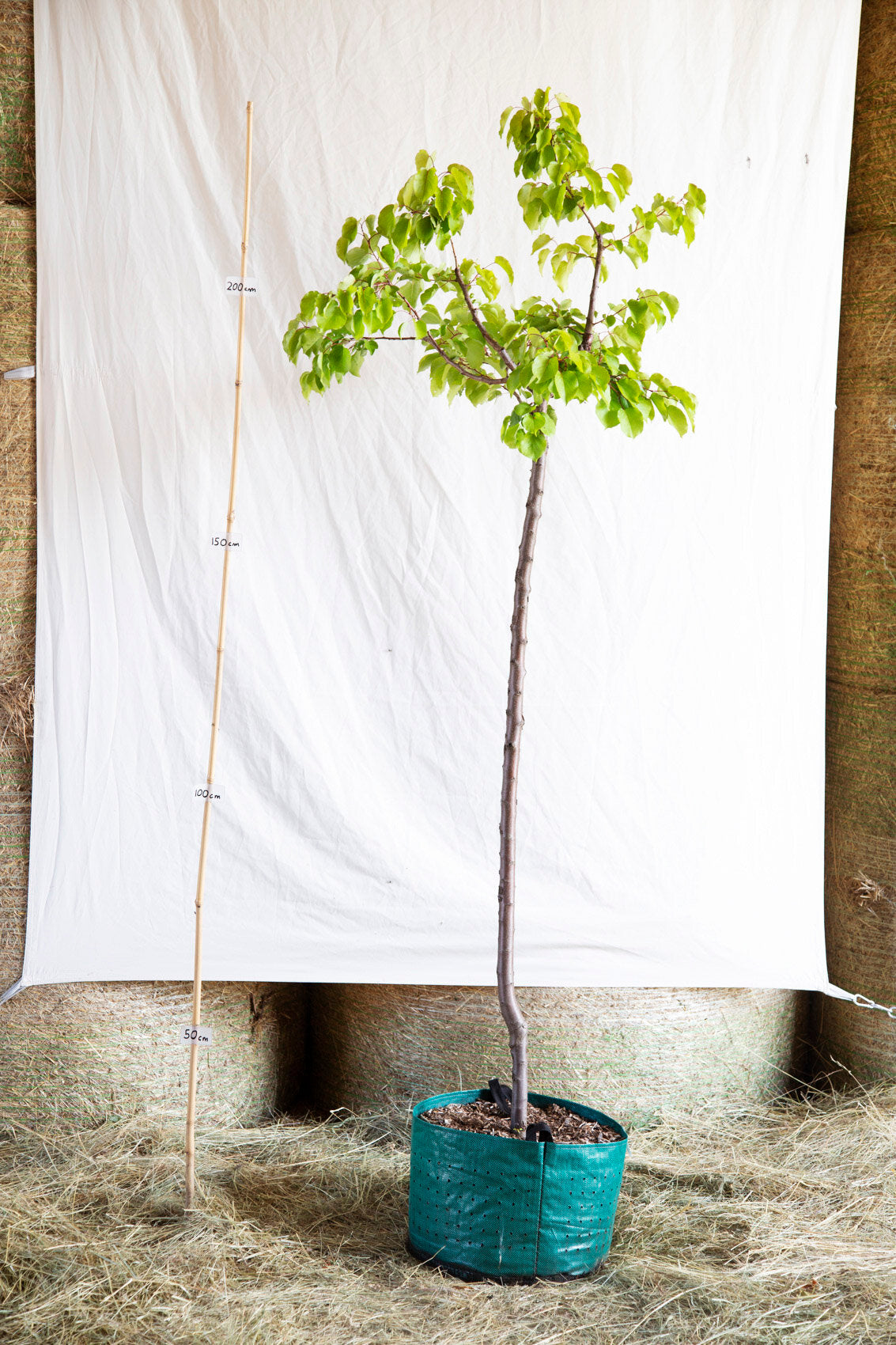 Marhuľa Goldrich strom arbotaška airpot