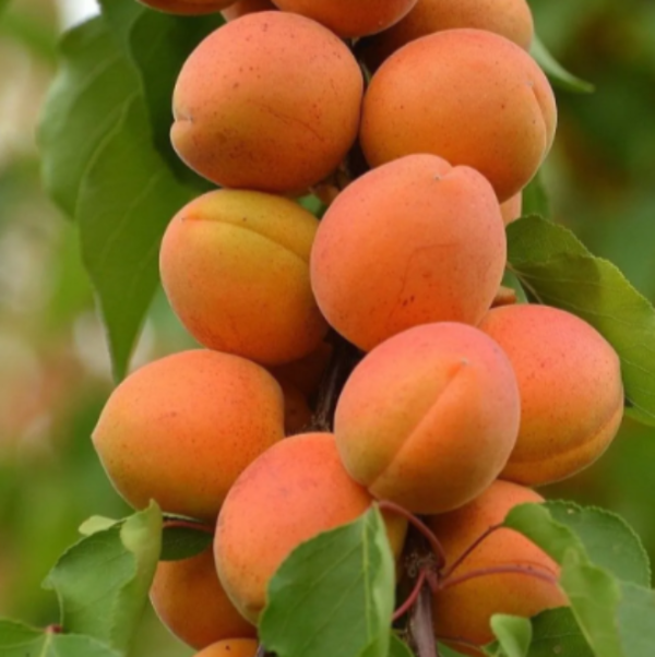 Marhuľa Harcot plody detail