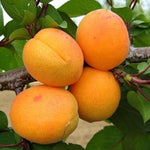 Marhuľa Leala plody detail