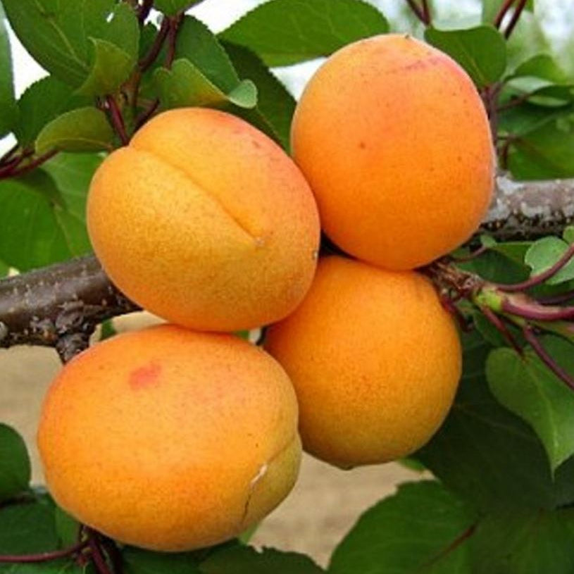 Marhuľa Leala plody detail