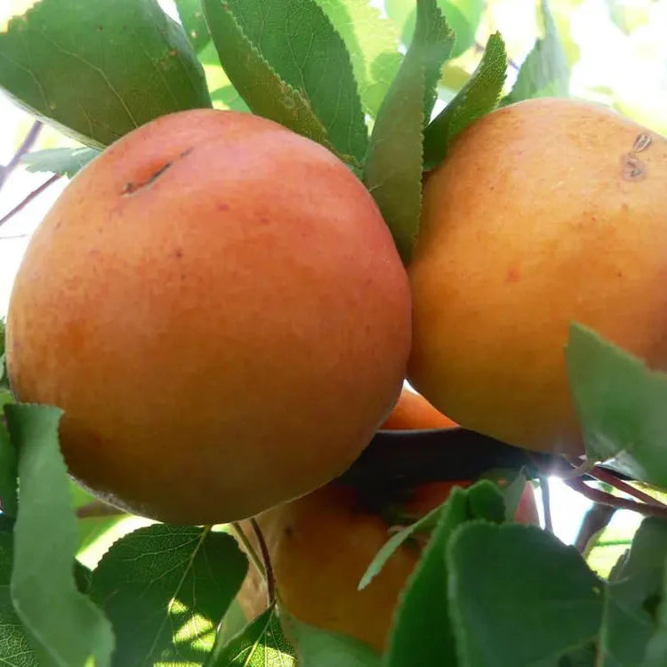 Marhuľa Legolda plody detail