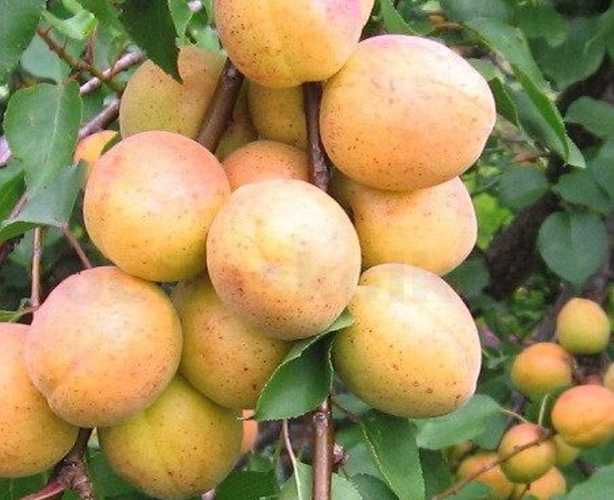 Marhuľa Lerosa plody detail