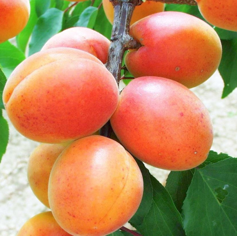 Marhuľa Leskora plody detail