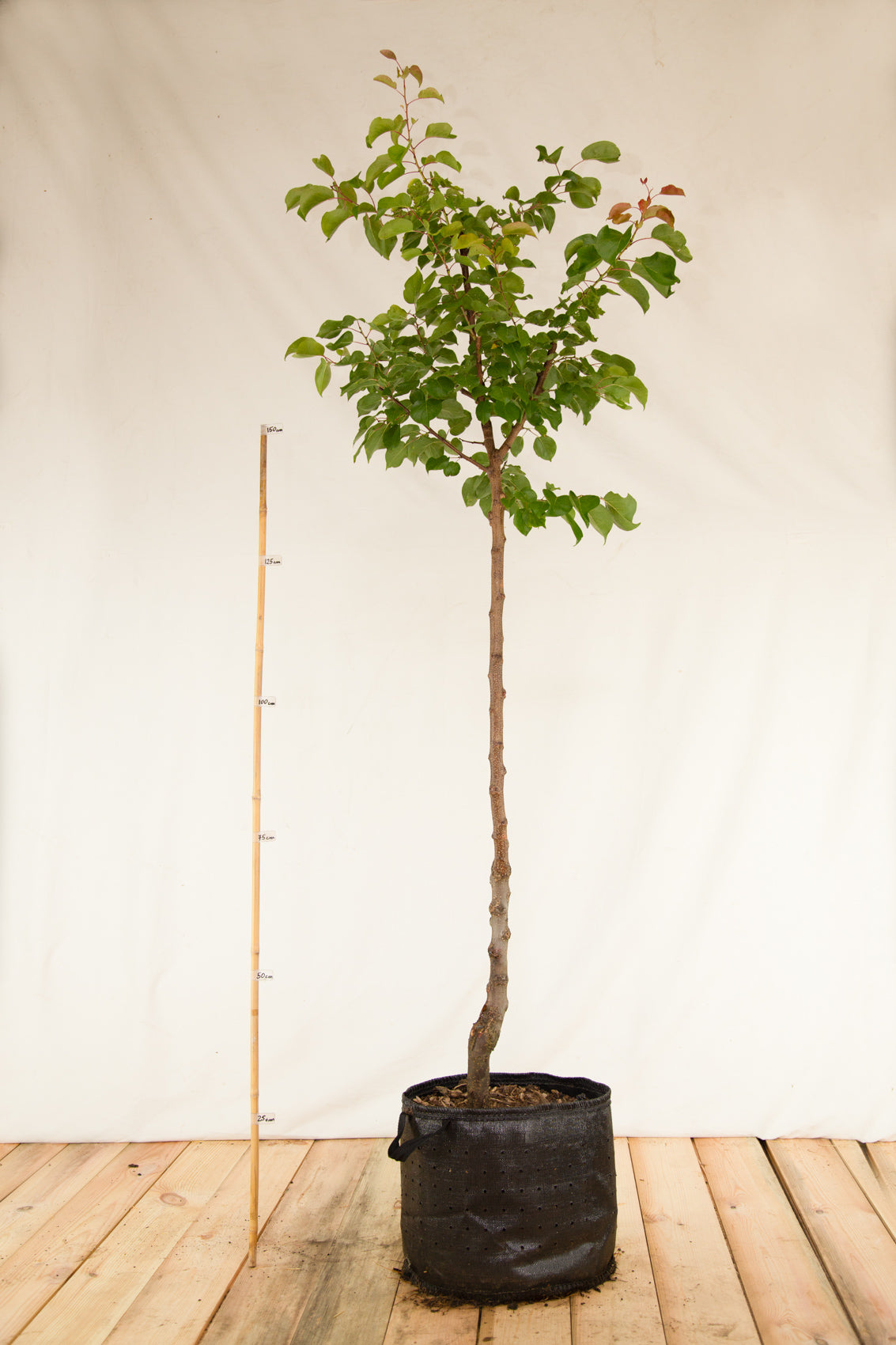 Marhuľa Leskora airpot strom arbotaška