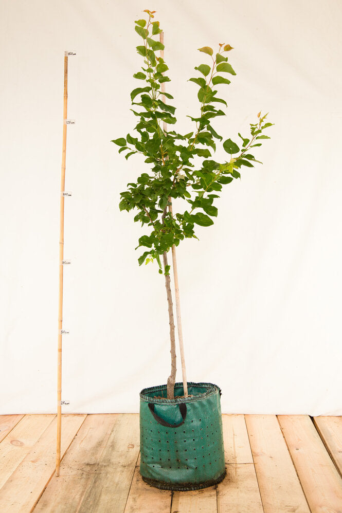 Marhuľa Maďarská strom arbotaška airpot