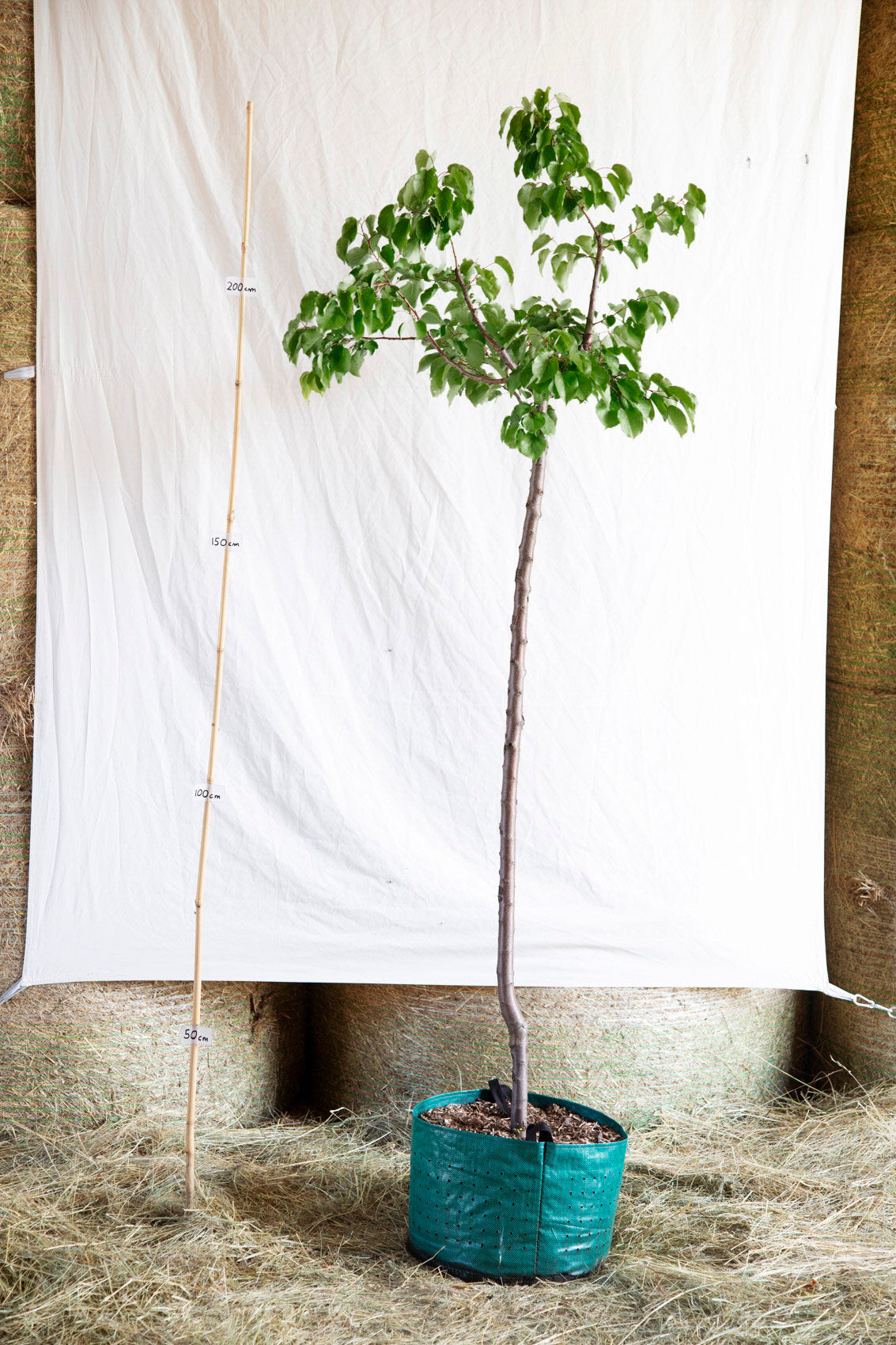 Marhuľa Radka strom airpot arbotaška