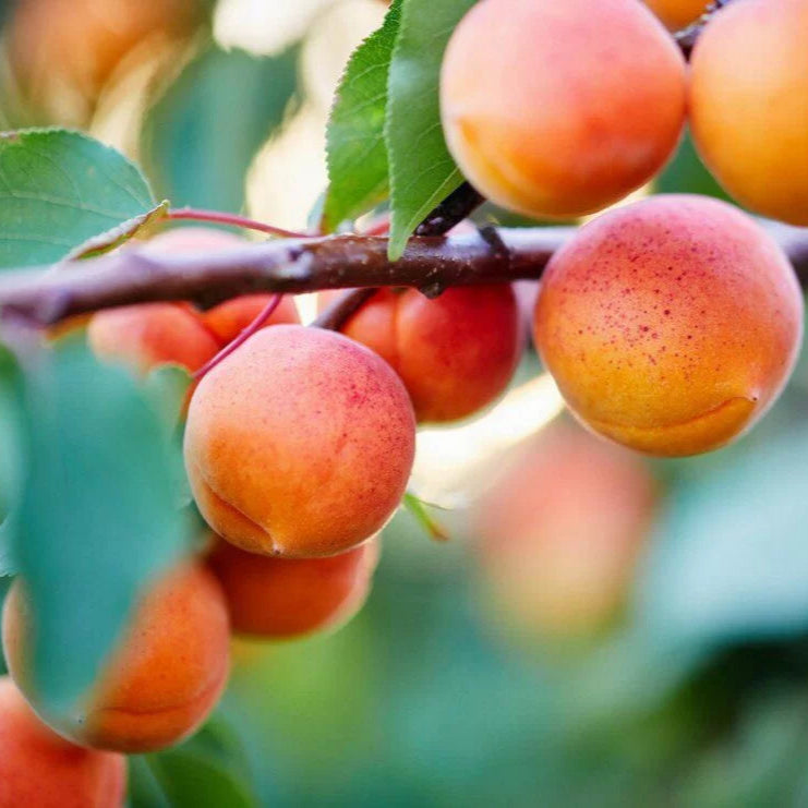 Marhuľa Rouge du Rousillon plody detail