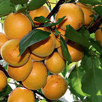 Marhuľa Veharda plody detail