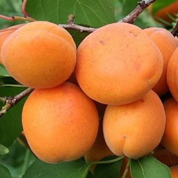 Marhuľa Velita plody detail