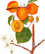 Marhuľa Veľkopavlovická plody detail