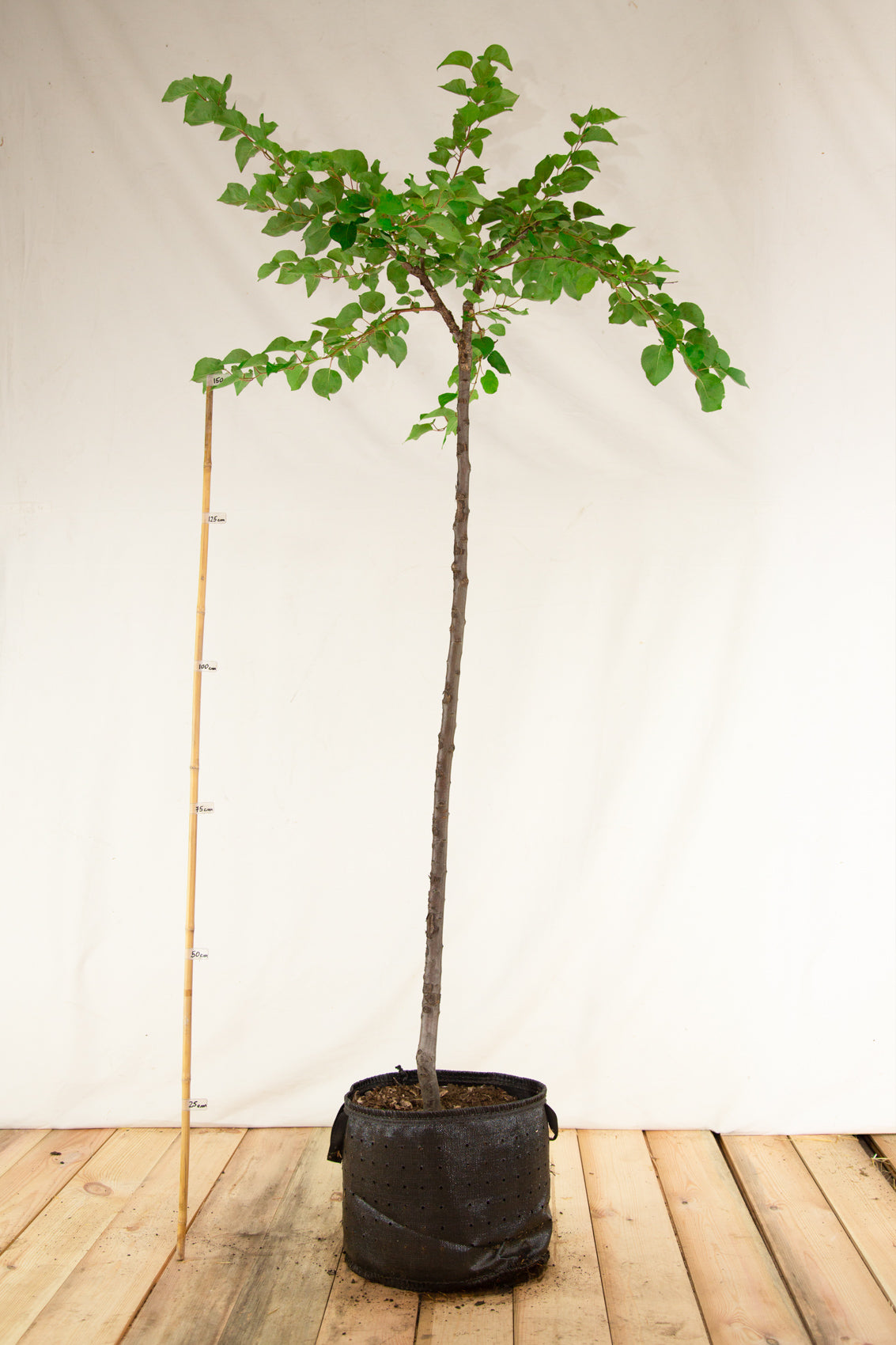 Marhuľa Veľkopavlovická strom airpot arbotaška