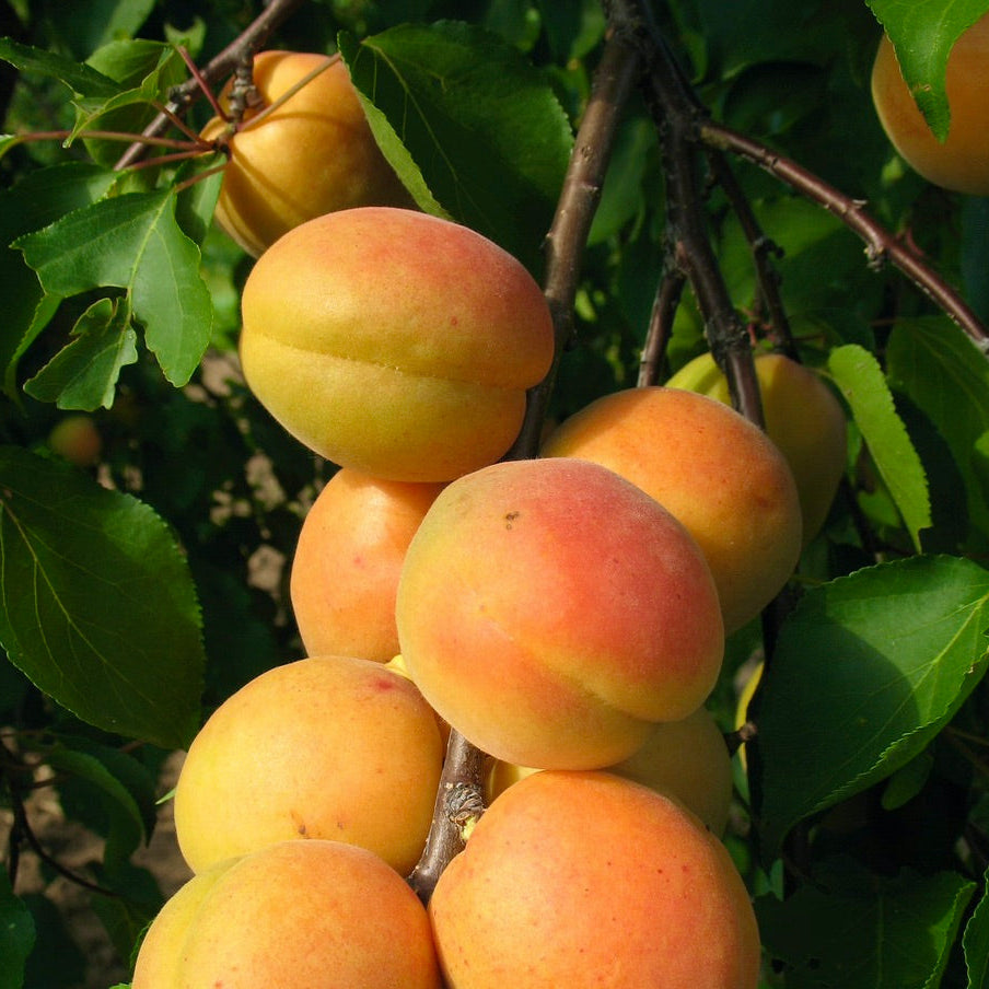 Marhuľa Vesna plody detail