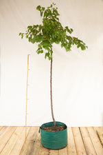 Marhuľa Vesna strom airpot arbotaška