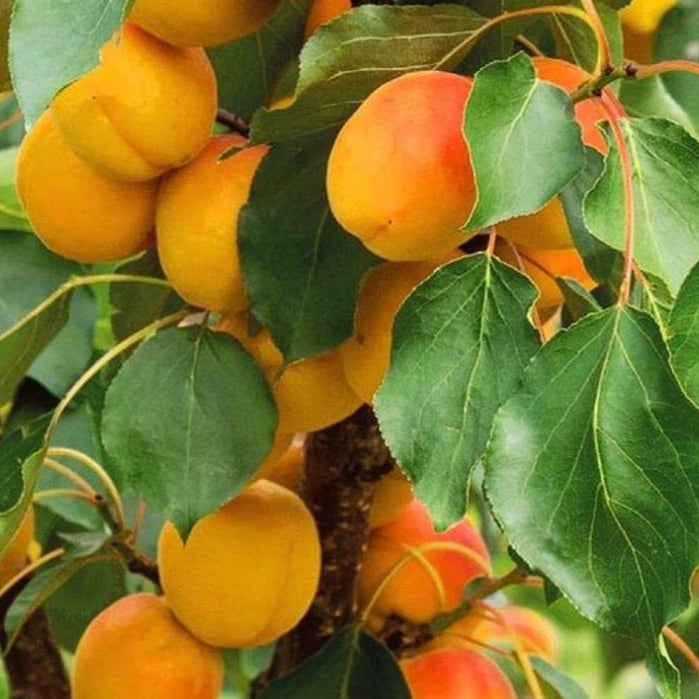 Marhuľa Vynoslivij plody detail