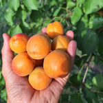 Marhuľa Vynoslivij plody detail