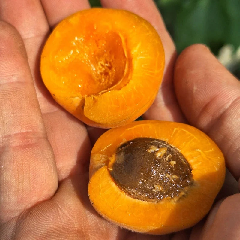 marhuľa Vynoslivij plod kôstka