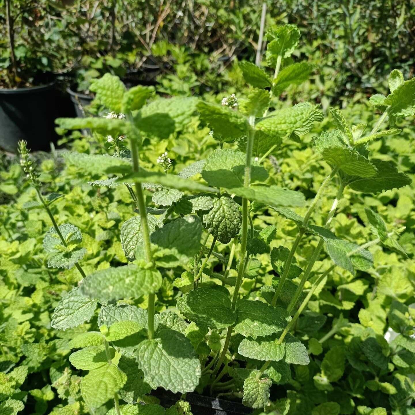 mäta egyptská mentha rotundifolia zelené listy bylinka 	
OBMEGYK