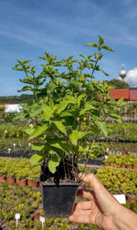 mäta pieporná Mentha piperita kontajner