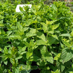 mäta pieporná Mentha piperita zelené listy aromatická bylinka  	
OBMPIEK