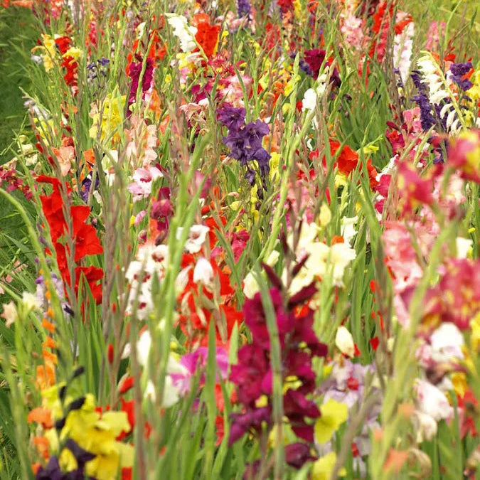Mečík (Gladiola) - mix odrôd po 25 ks hľúz