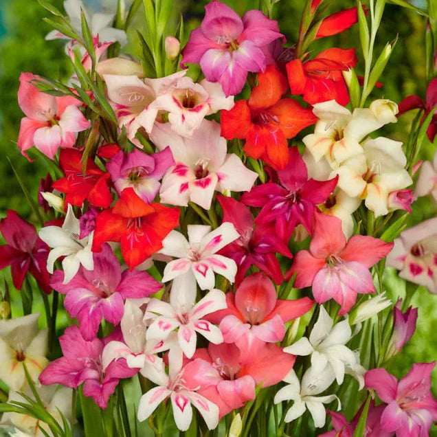 Mečík (Gladiola) trpasličí - mix odrôd po 10 ks hľúz