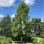 metasekvoja čínska strom metasequoia glyptostroboides