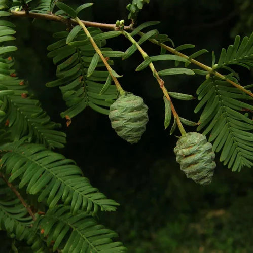 Metasekvoja čínska strom ihličnan ihličnatý strom 