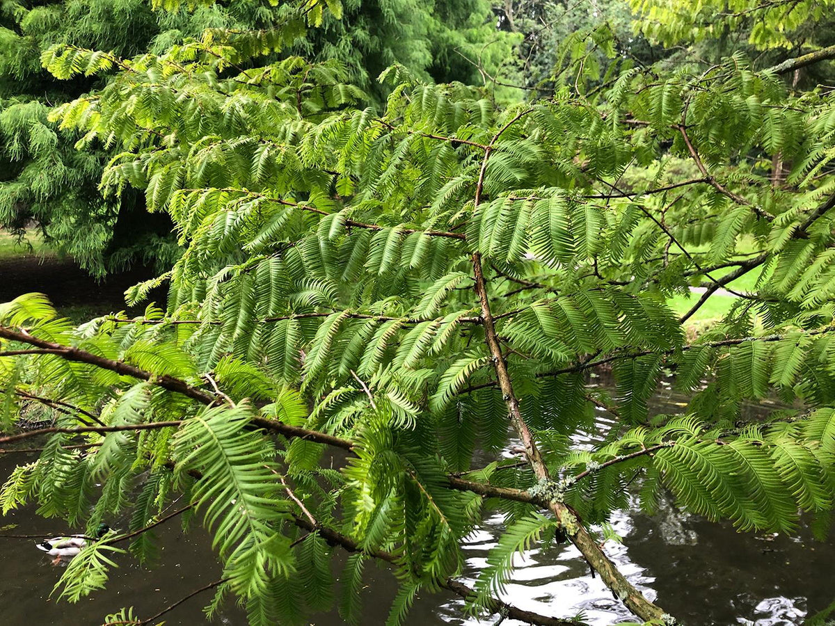 metasekvoja čínska strom vetvy  metasequoia glyptostroboides