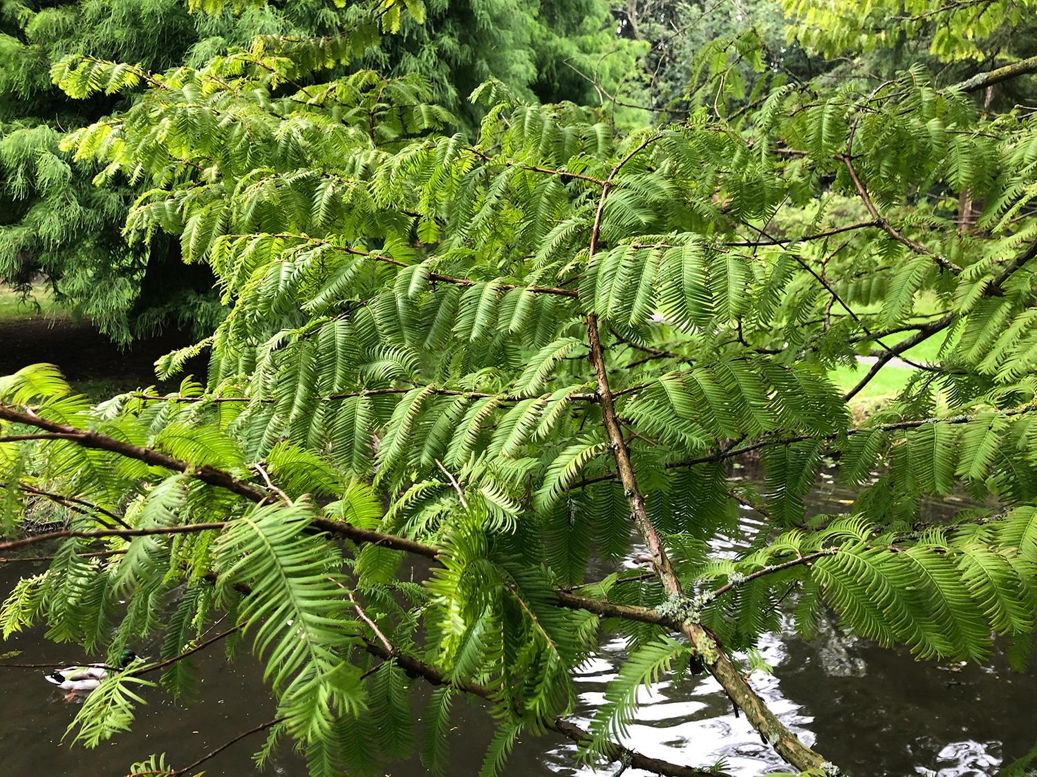 metasekvoja čínska strom vetvy  metasequoia glyptostroboides