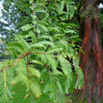 metasekvoja čínska strom metasequoia glyptostroboides