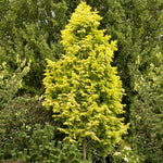 metasekvoja čínska strom metasequoia glyptostroboides