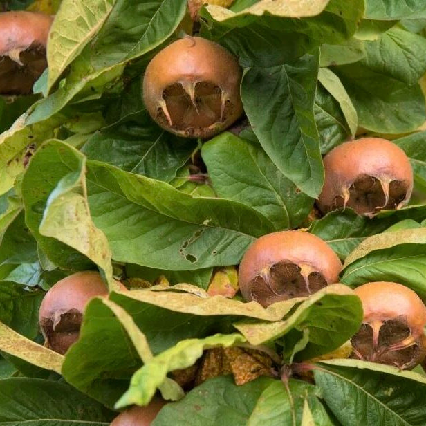 mišpula domáca veľkoplodá nemecká plody